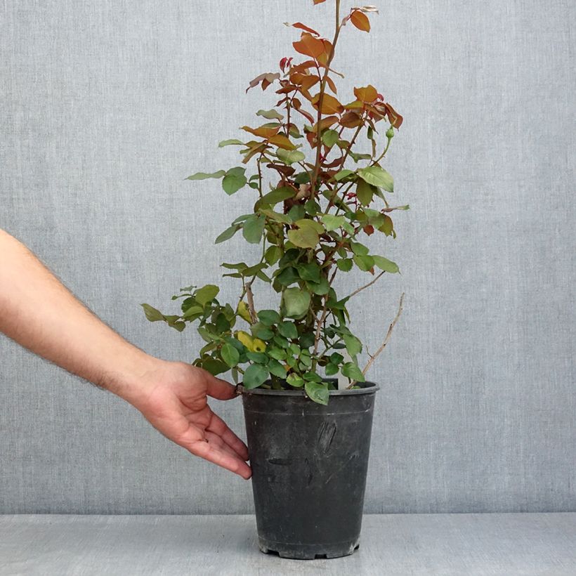 Exemplar von Rosa Velasquez - Edelrose Topf mit 4L/5L wie im Sommer geliefert