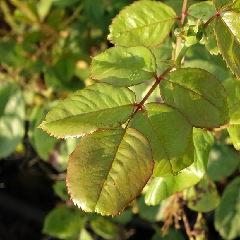 Rosa Ville de Chine - Edelrose (Foliage)