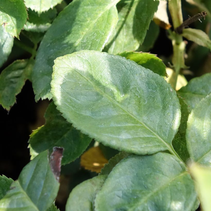 Rosa Arthur Bell - Beetrose (Foliage)
