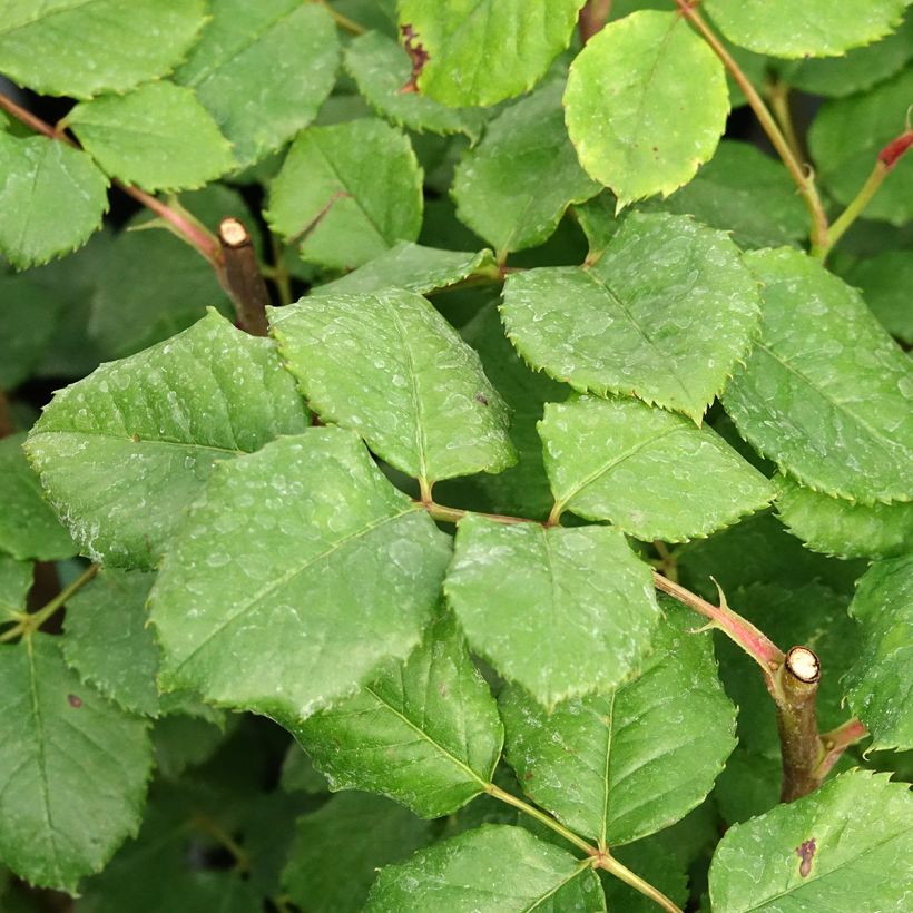 Rosa Eveline Wild - Strauchrose (Laub)