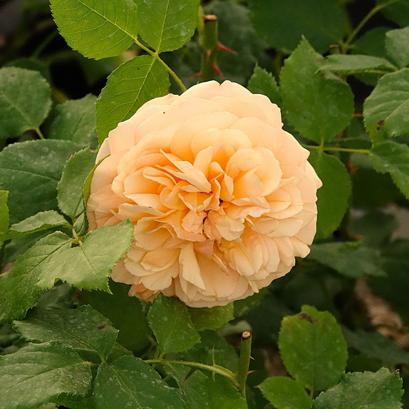 Rosa Eveline Wild - Strauchrose (Blüte)