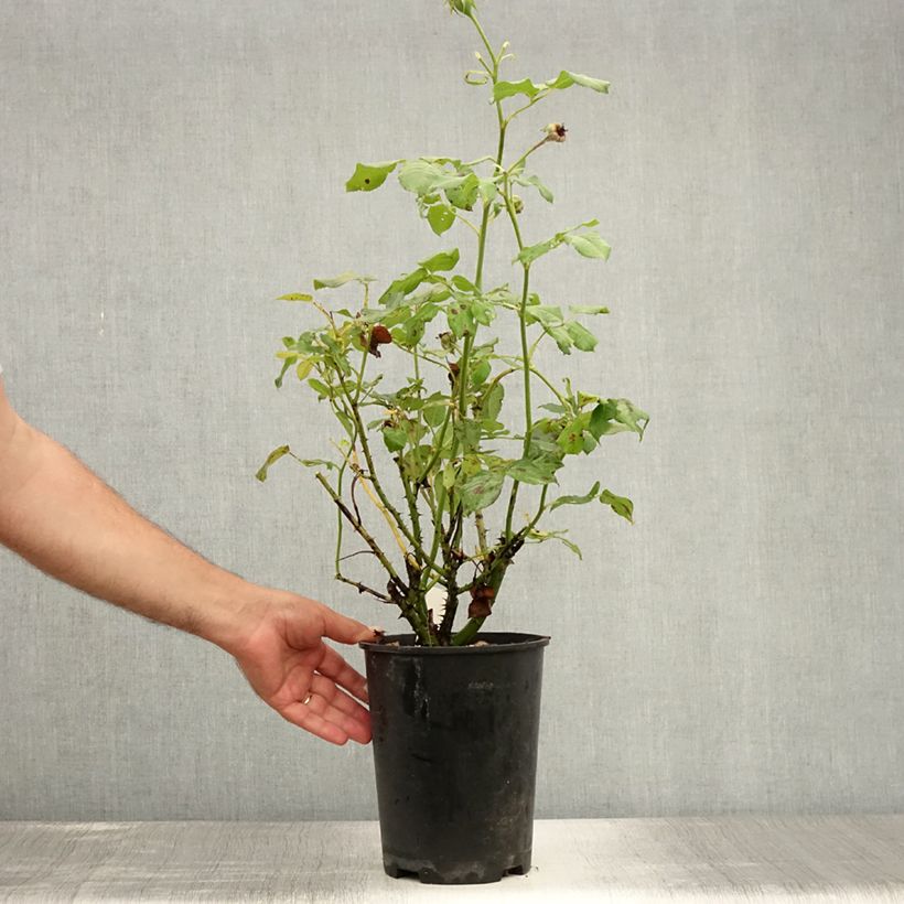 Exemplar von Rosa Eveline Wild - Strauchrose Topf mit 4L/5L wie im Sommer geliefert