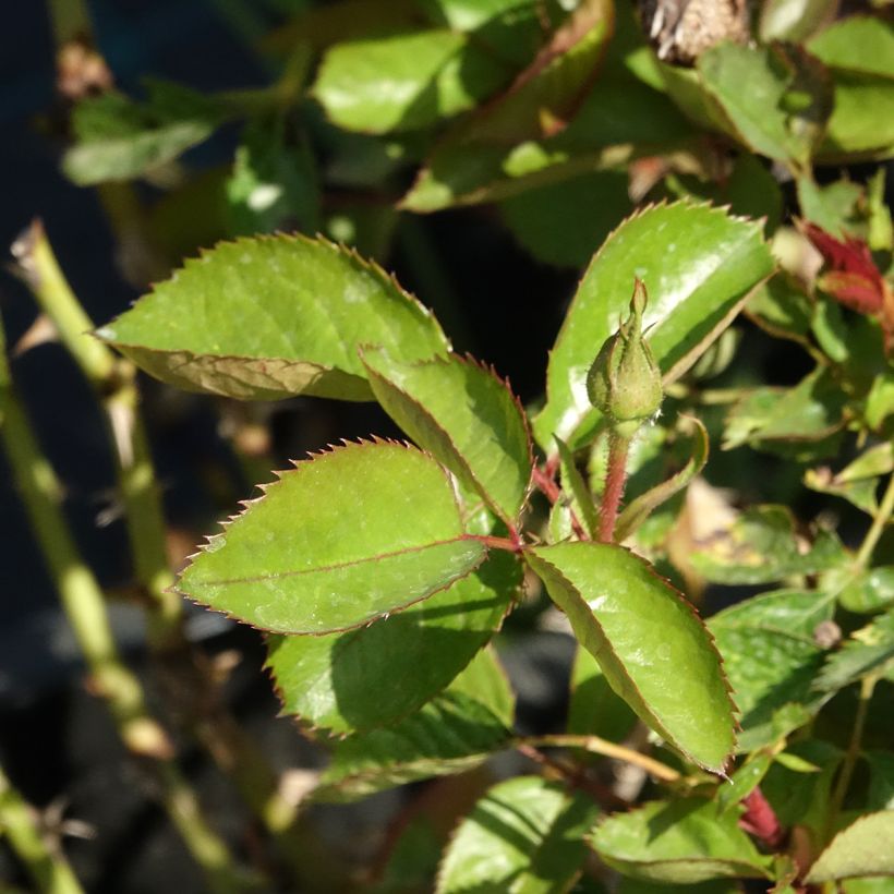 Rosa Nadia Zerouali - Strauchrose (Laub)
