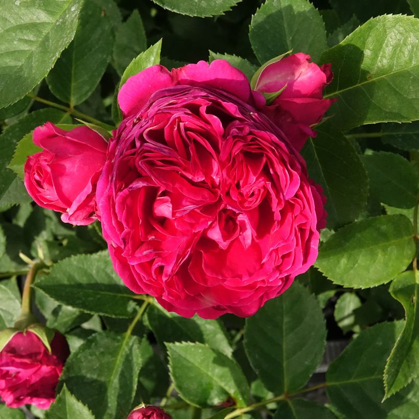 Rosa Sophie Luise - Buschrose (Blüte)