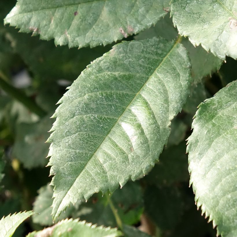 Rosa floribunda Sweet Honey Kormecaso - Beetrose (Foliage)