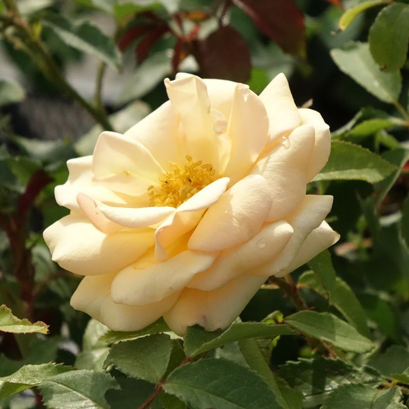 Rosa floribunda Sweet Honey Kormecaso - Beetrose (Flowering)