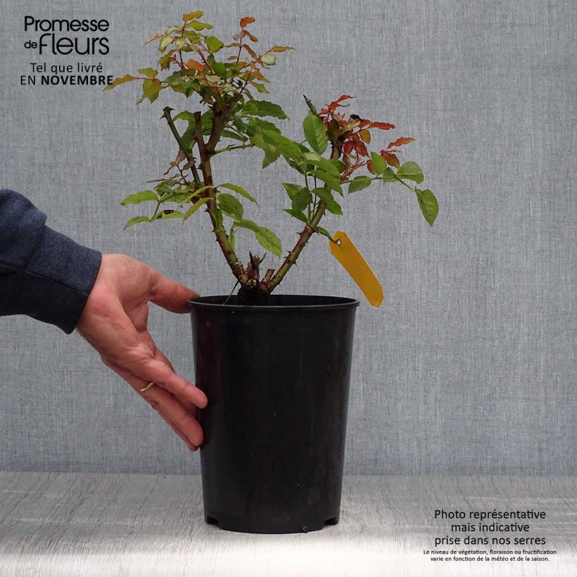Example of Rosa floribunda Sweet Honey Kormecaso - Beetrose Topf mit 4L/5L as you get in automne