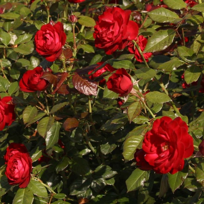 Rosa floribunda The Times - Beetrose (Flowering)