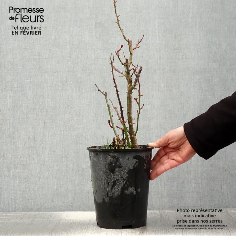 Exemplar von Rosa Birthday Rose Bio - Beetrose Topf mit 4L/5L wie im Winter geliefert