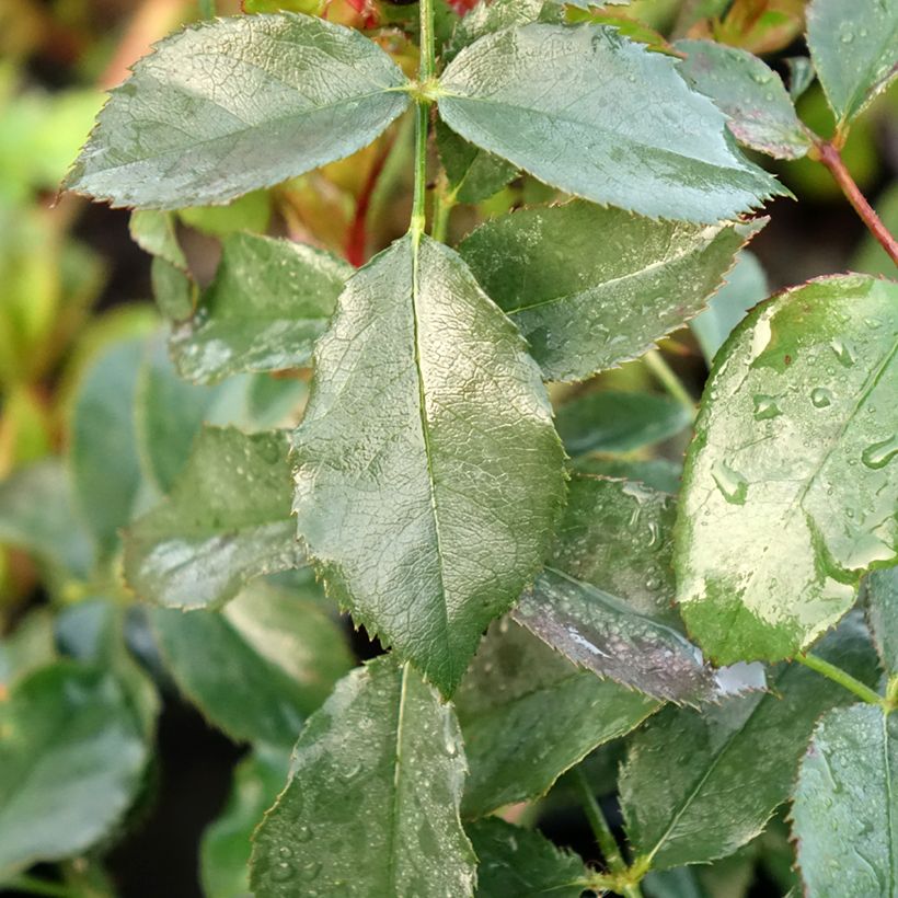 Rosa Taste of Love Dolce - Beetrose (Foliage)