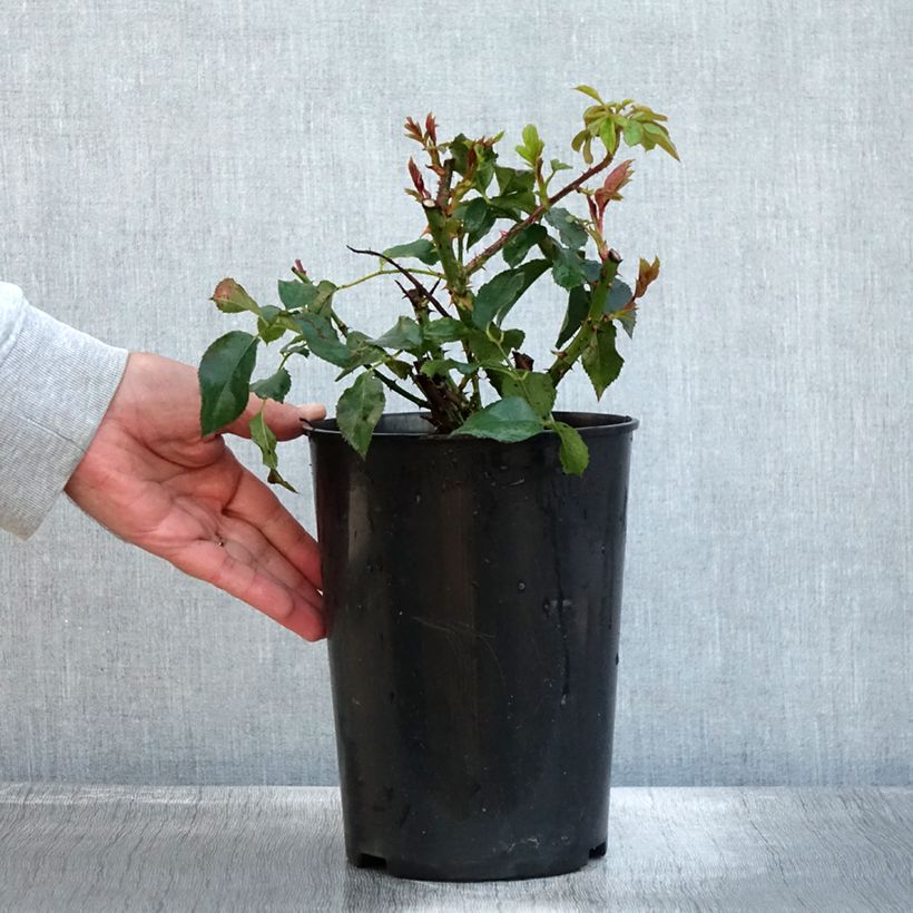 Example of Rosa Taste of Love Dolce - Beetrose Topf mit 4L/5L as you get in automne