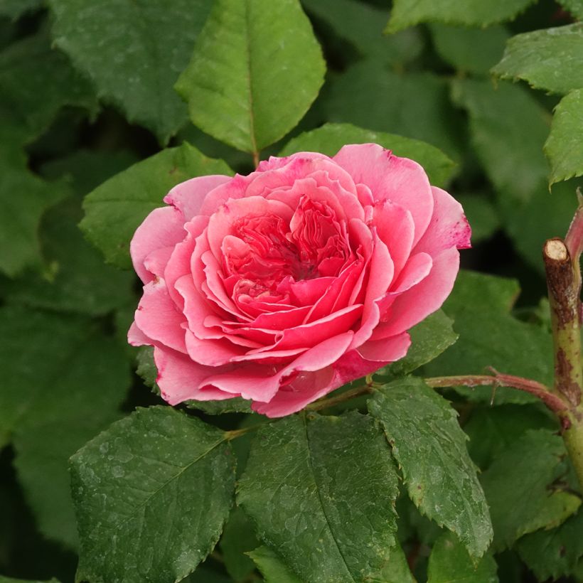 Rosa Taste of Love Theo Clevers - Beetrose (Blüte)
