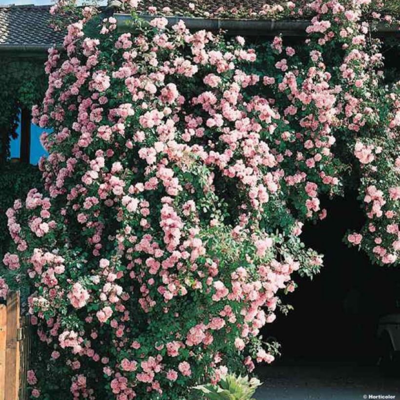 Rosa wichuraiana Albertine - Kletterrose (Hafen)