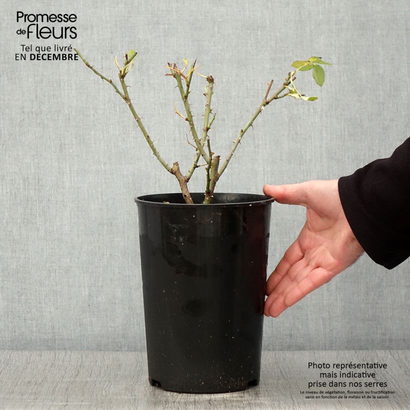 Example of Rosa alba Suaveolens - Historische Rose Topf mit 4L/5L as you get in automne
