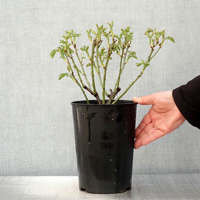 Exemplar von Rosa alba Suaveolens - Historische Rose Topf mit 4L/5L wie im Frühjahr geliefert