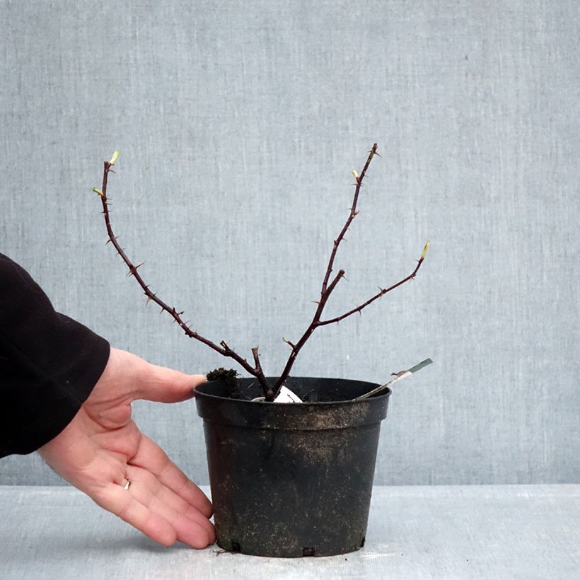 Exemplar von Rosa rugosa Basye's Purple Rose - Apfelrose Topf mit 1,5L/2L wie im Winter geliefert