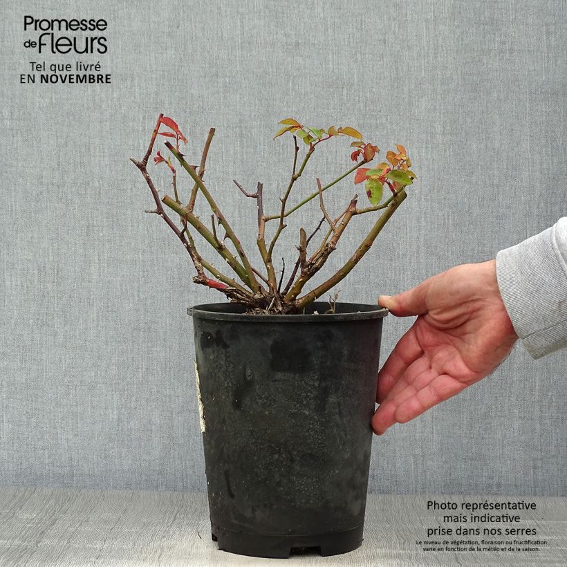 Example of Rosa moschata Buff Beauty - Moschus-Rose Topf mit 4L/5L as you get in automne