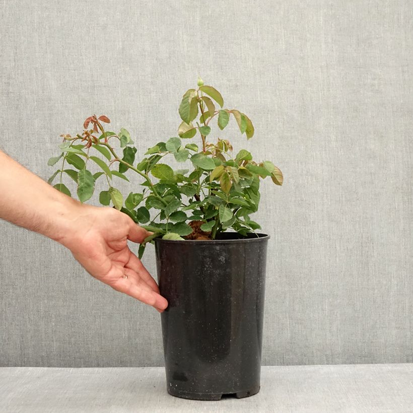 Exemplar von Rosa moschata Buff Beauty - Moschus-Rose Topf mit 4L/5L wie im Sommer geliefert