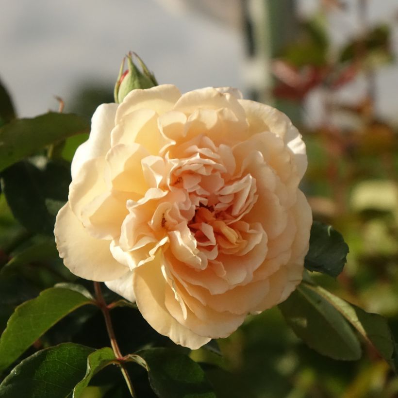 Rosa moschata Buff Beauty - Moschus-Rose (Flowering)