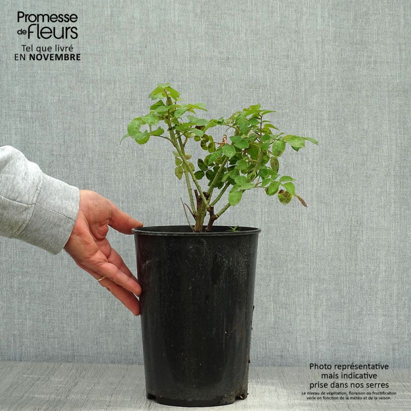 Example of Rosa gallica Cardinal de Richelieu - Essig-Rose Topf mit 4L/5L as you get in automne
