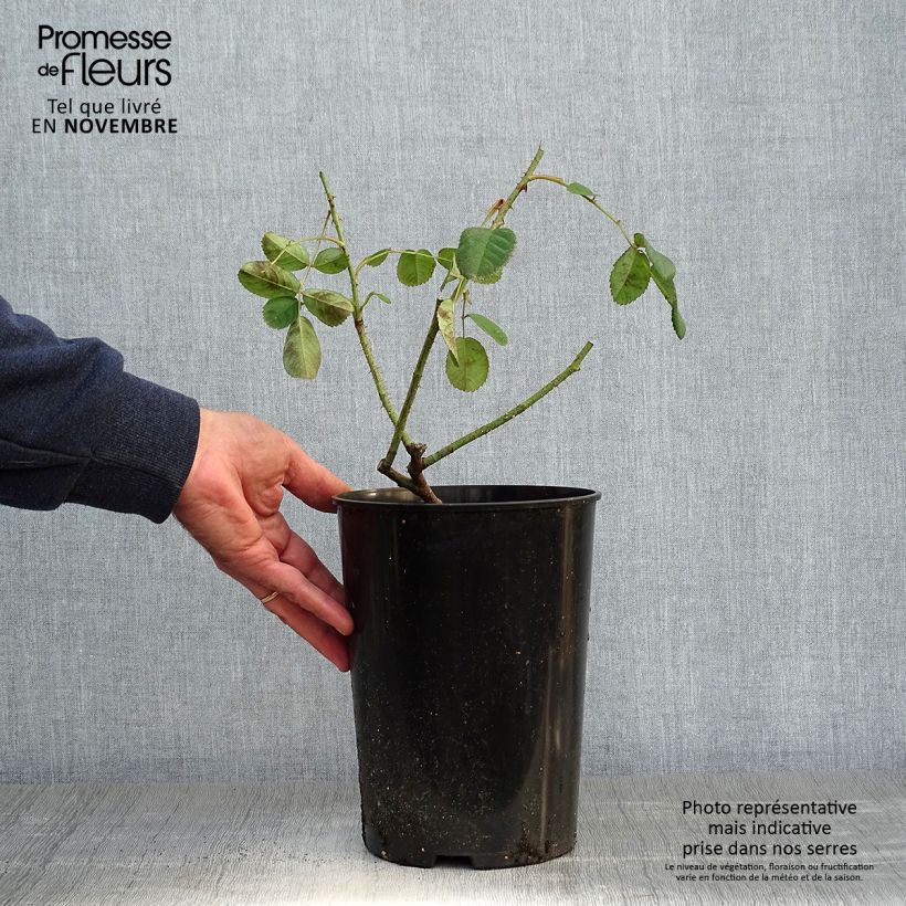 Example of Rosa centifolia Muscosa - Moos Rosen Topf mit 4L/5L as you get in automne