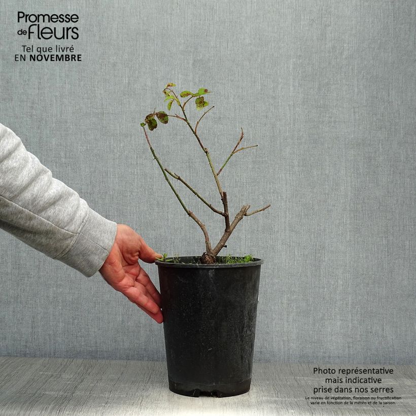 Example of Rosa centifolia Cristata - Moos Rosen Topf mit 4L/5L as you get in automne
