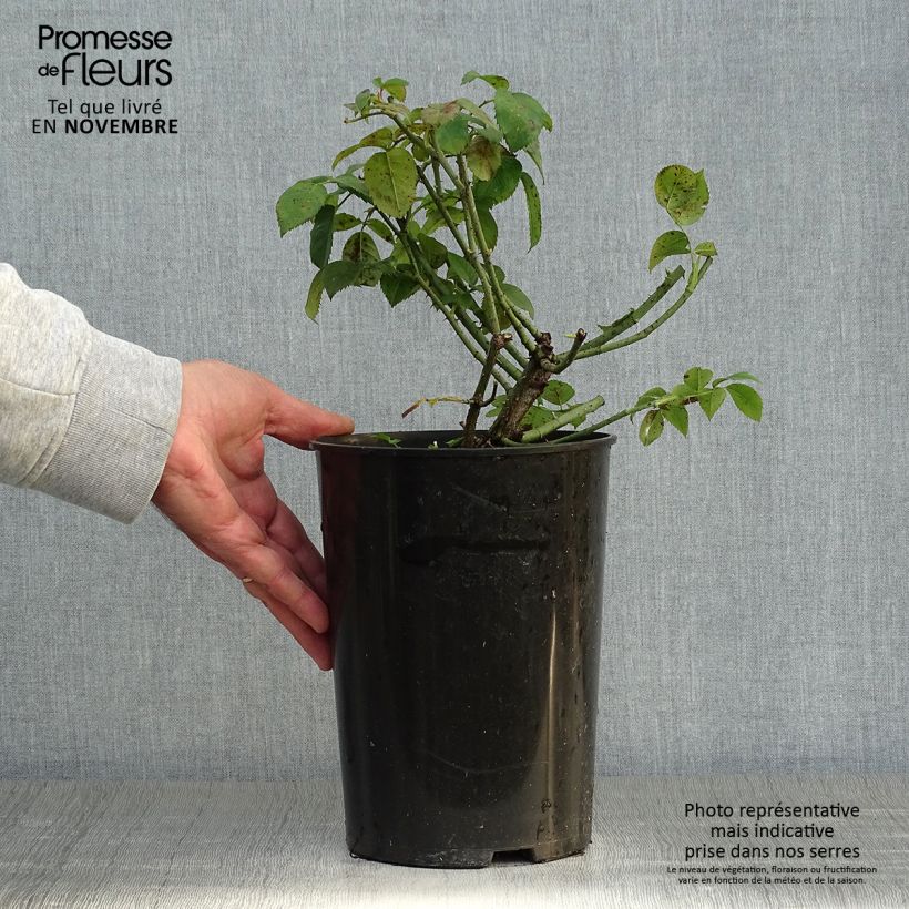 Example of Rosa gallica Complicata - Essig-Rose Topf mit 4L/5L as you get in automne