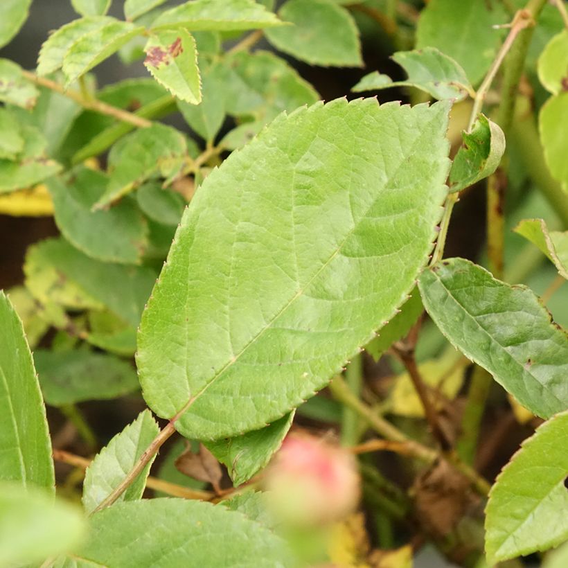 Rosa Cornelia - Historische Rose (Foliage)