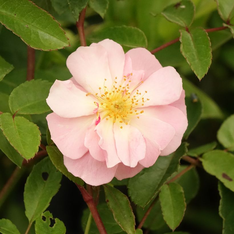 Rosa Cornelia - Historische Rose (Flowering)