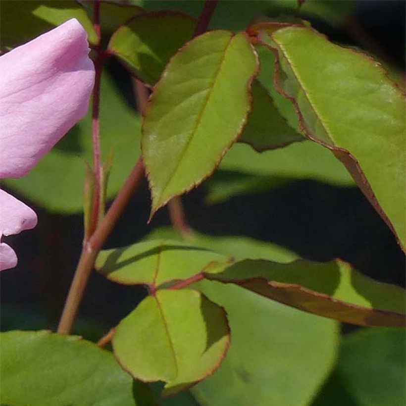 Rosa Dainty Bess - Historische Rose (Foliage)