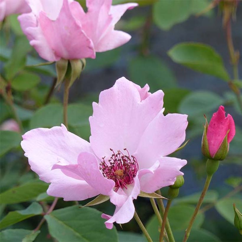 Rosa Dainty Bess - Historische Rose (Flowering)