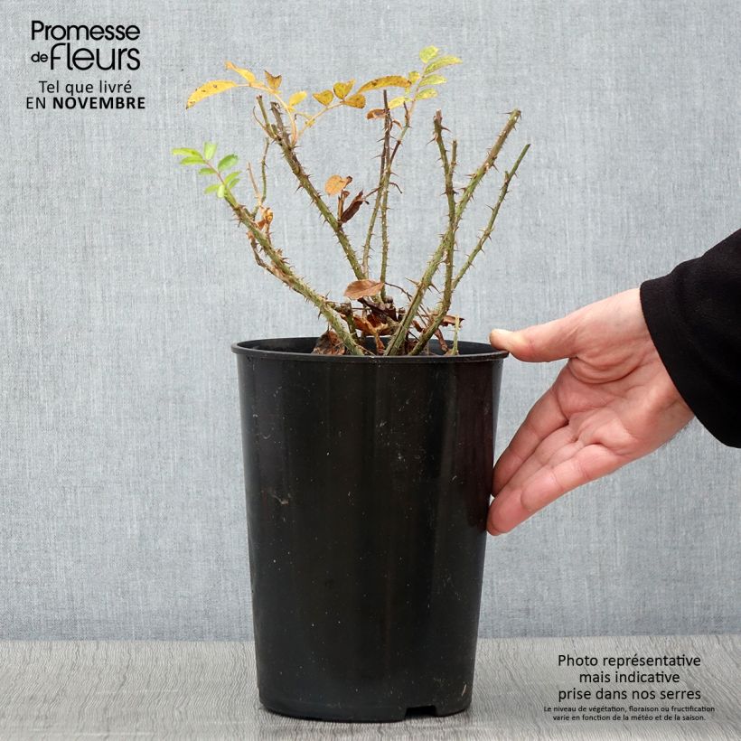 Example of Rosa rugosa F.J Grootendorst - Apfelrose Topf mit 4L/5L as you get in automne
