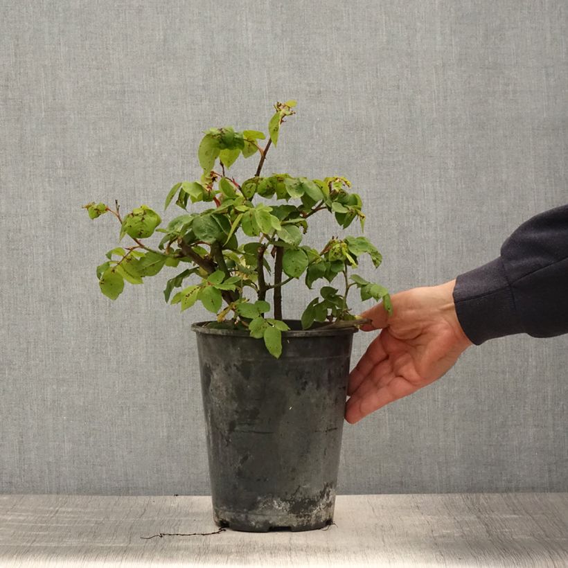 Exemplar von Rosa centifolia Fantin Latour - Zentifolie Rose Topf mit 4L/5L wie im Frühjahr geliefert