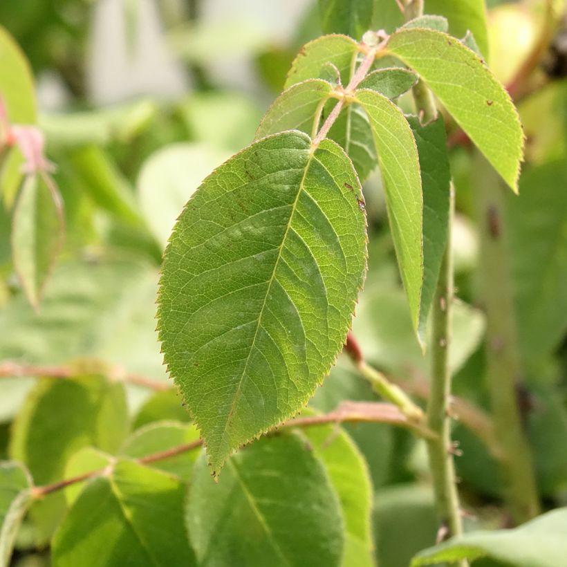 Rosa centifolia Fantin Latour - Zentifolie Rose (Foliage)