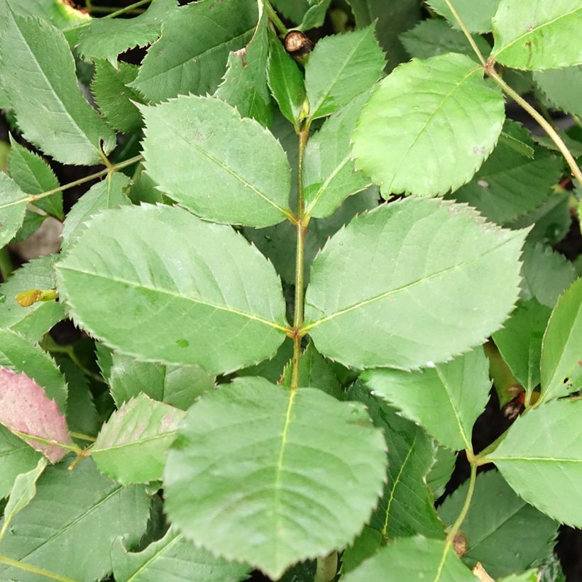 Rosa moschata Felicia - Moschus-Rose (Foliage)