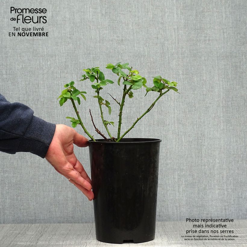 Example of Rosa Ferdinand Pichard - Historische Rose Topf mit 4L/5L as you get in automne