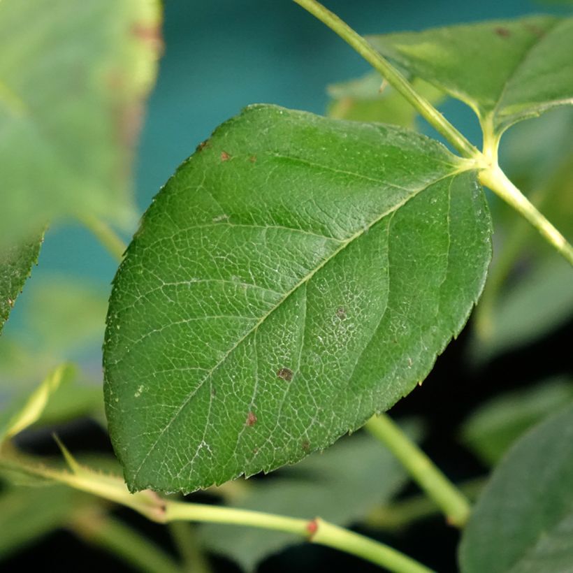 Rosa Fragrant old yellow - Historische Rose (Foliage)