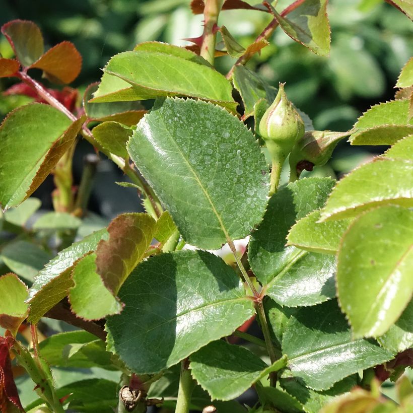 Rosa Fragrant old white - Historische Rose (Foliage)