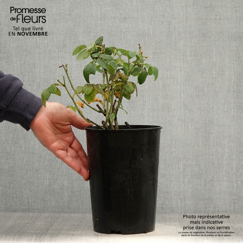 Example of Rosa gallica Officinalis - Essig-Rose Topf mit 4L/5L as you get in automne