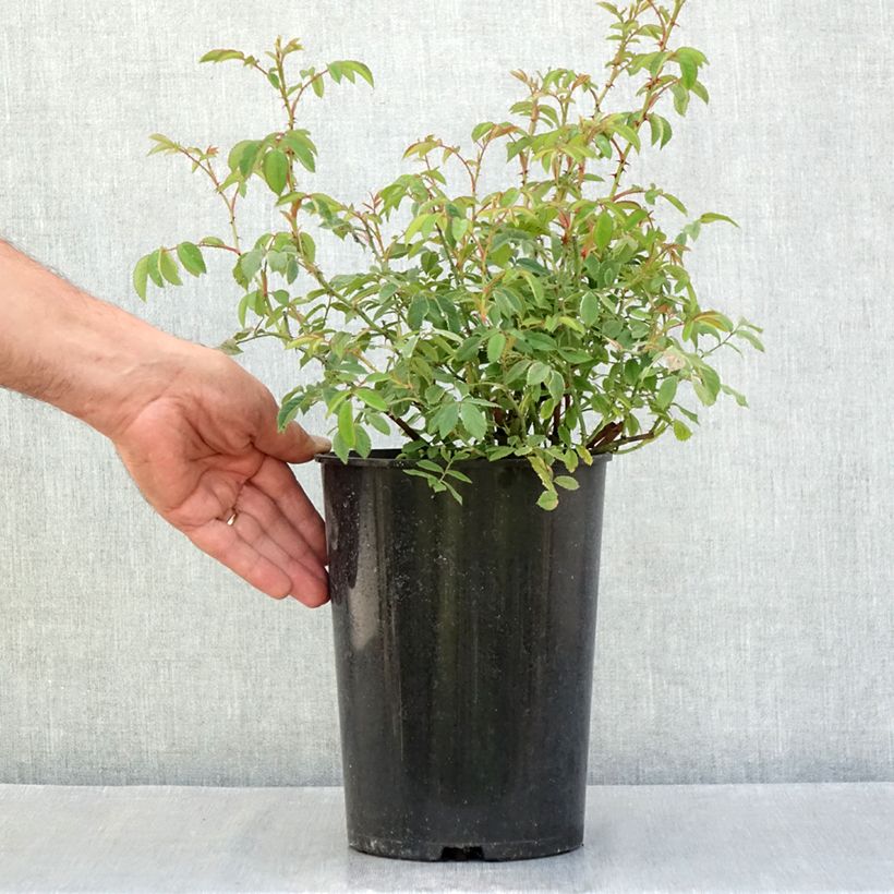 Example of Rosa gallica - Essig-Rose Topf mit 4L/5L as you get in ete