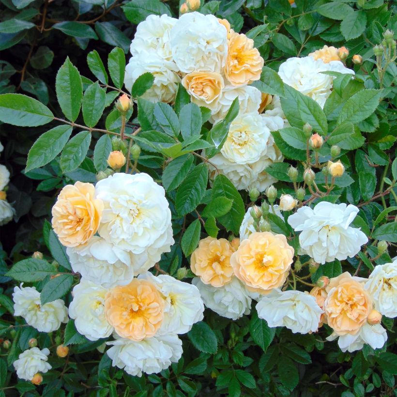 Rosa multiflora Ghislaine de Féligonde - Historische Rose (Flowering)