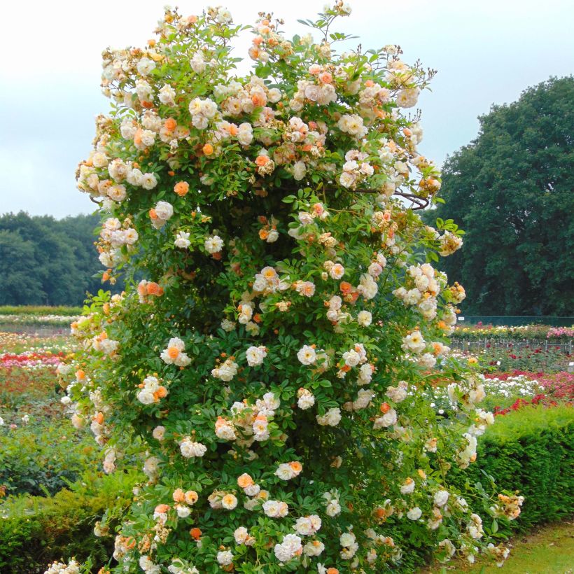Rosa multiflora Ghislaine de Féligonde - Historische Rose (Plant habit)
