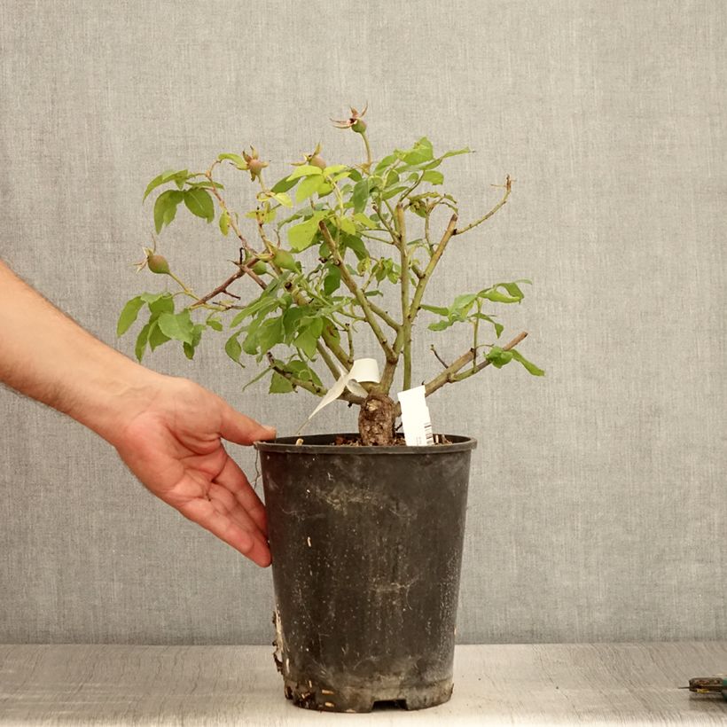 Example of Rosa gallica Gros Provins Panaché BIO - Essig-Rose Topf mit 4L/5L as you get in ete