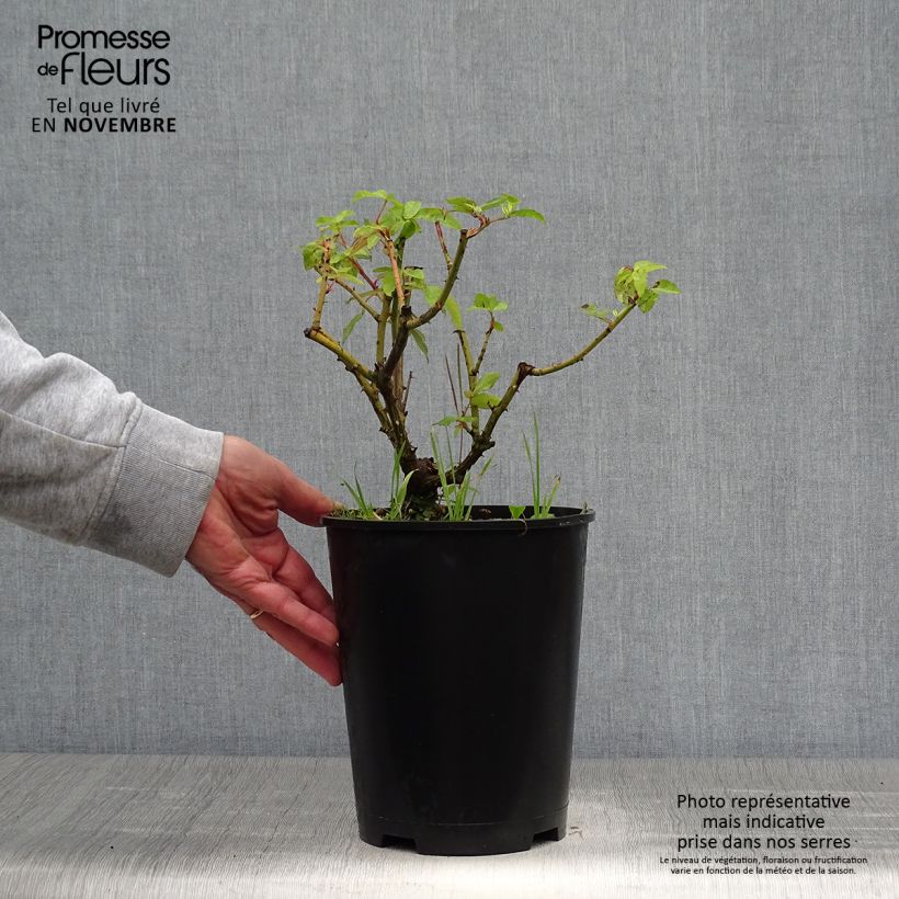 Example of Rosa gallica Gros Provins Panaché - Essig-Rose Topf mit 4L/5L as you get in automne
