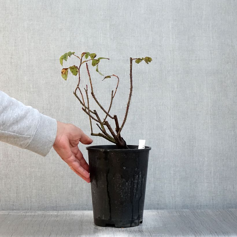 Example of Rosa centifolia muscosa Henri Martin - Zentifolie Topf mit 4L/5L as you get in automne