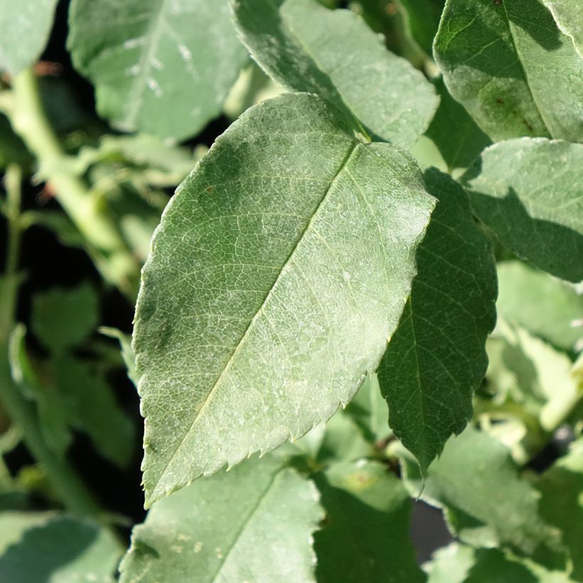 Rosa Honorine de Brabant - Alte Rose (Foliage)