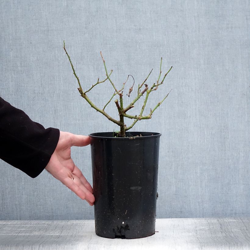 Exemplar von Rosa Jacqueline du Pré - Historische Rose Topf mit 4L/5L wie im Winter geliefert