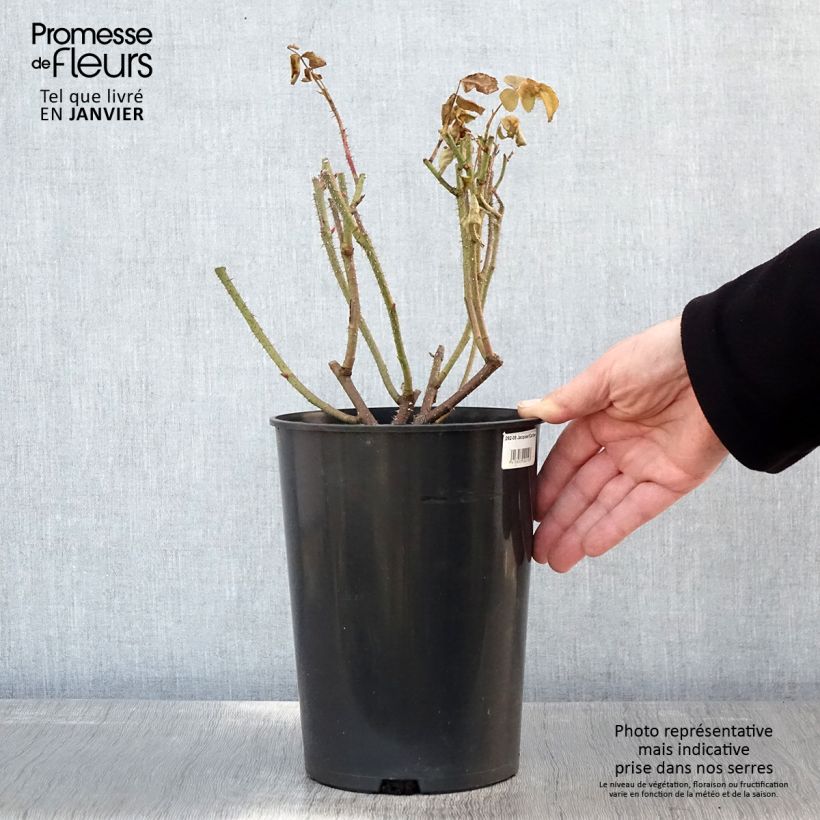 Exemplar von Rosa Portland Jacques Cartier - Historische Rose Topf mit 4L/5L wie im Winter geliefert