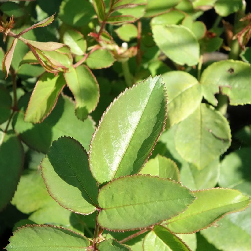Rosa La Reine Victoria - Historische Rose (Foliage)