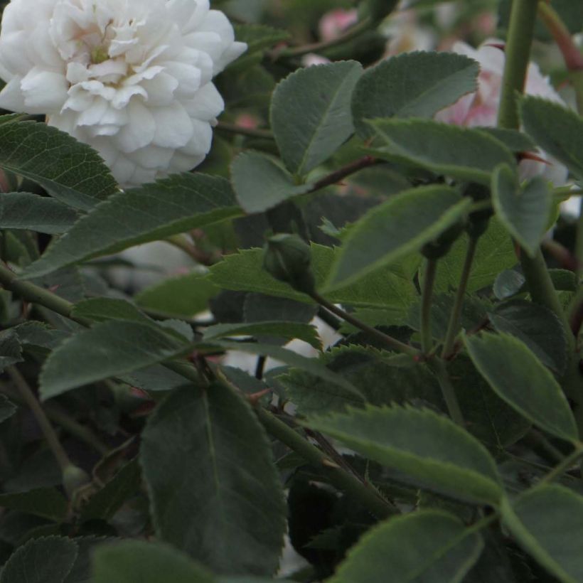 Rosa Little White Pet - Historische Rose (Foliage)